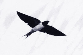 ÉTICA Y FRACASO. IDENTIDAD, JUDAÍSMO Y LITERATURA EN IMRE KERTÉSZ